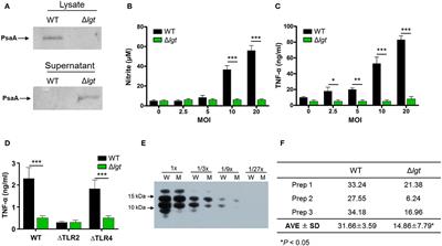 Serotype-Independent Protection Against Invasive Pneumococcal Infections Conferred by Live Vaccine With lgt Deletion